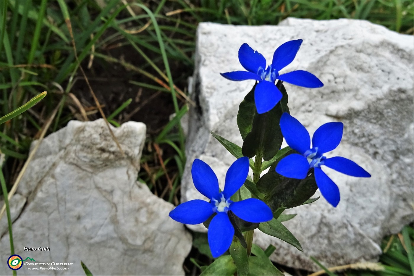 93 Genziana alata (Gentiana utricolosa).JPG